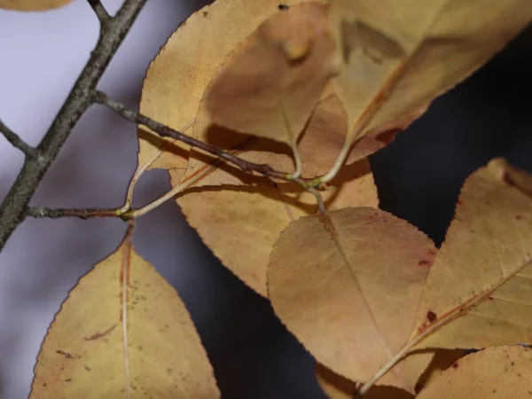 Желтые Осенние Листья Закрываются Природа Сезон — стоковое фото