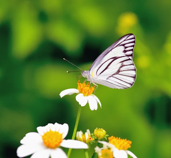 Schmetterling ernährt sich von einer Blume — Stockfoto