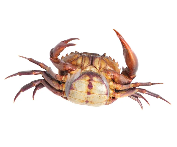 Crab isolated on white background — Stock Photo, Image