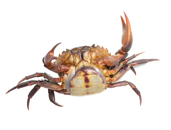 Crab isolated on white background — Stock Photo, Image