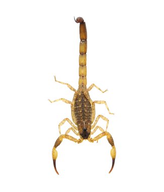 Scorpion isolated on white. No shadow clipart