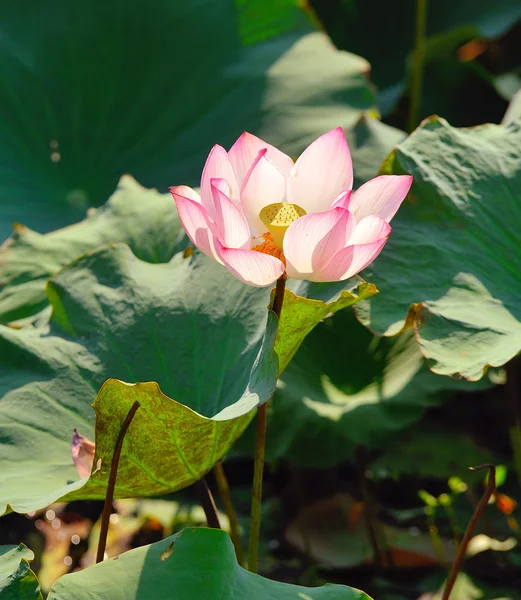 Lotus flower on the water — Stock Photo, Image
