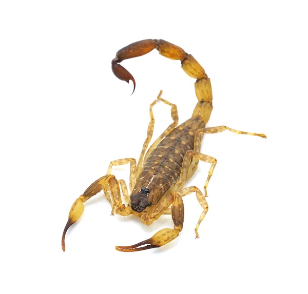 Scorpion isolé sur fond blanc — Photo