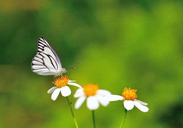 Çiçekteki kelebek — Stok fotoğraf