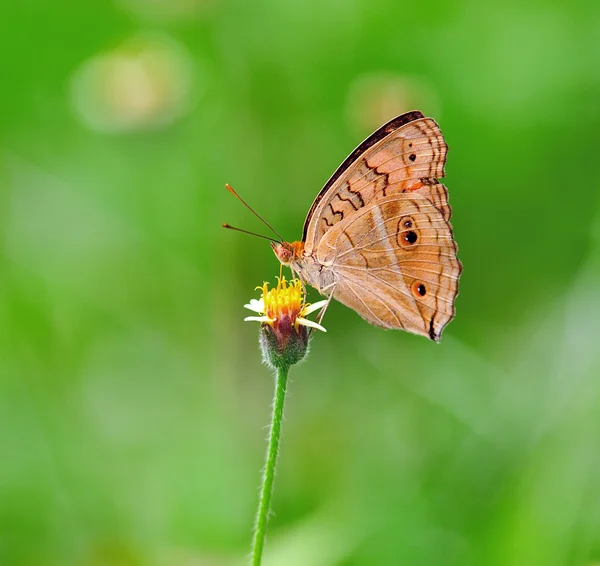 Borboleta alimentando-se de uma flor — Fotografia de Stock