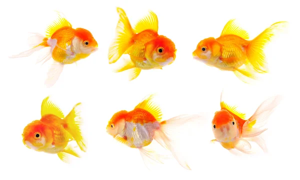 Gold fish. Isolation on the white — Stock Photo, Image