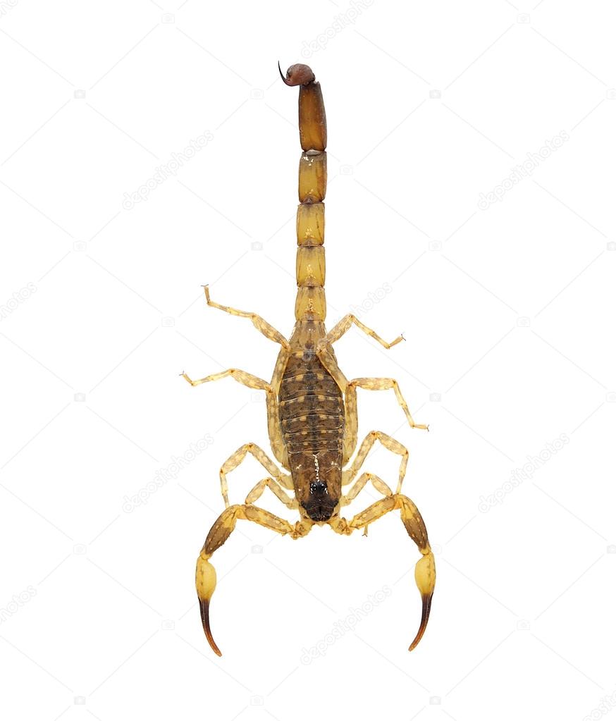 Scorpion isolated on white. No shadow
