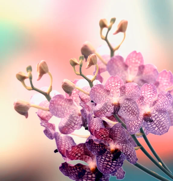 Borda bonita do Orchid — Fotografia de Stock