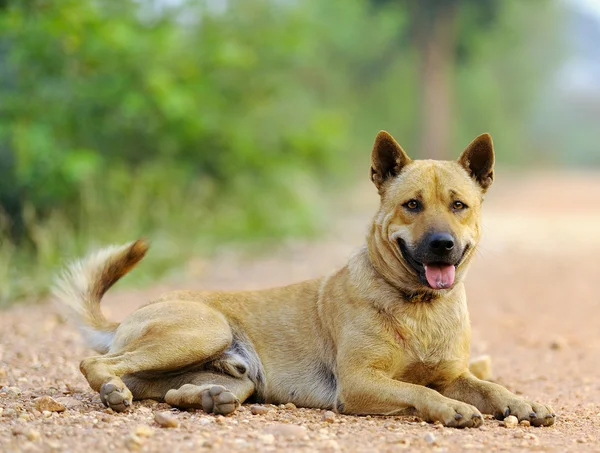 Thai dog — Stock Photo, Image