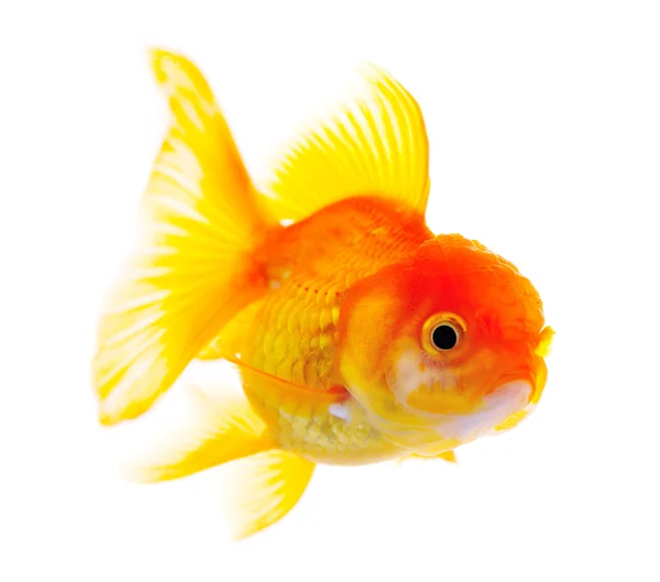 Gold fish — Stock Photo, Image