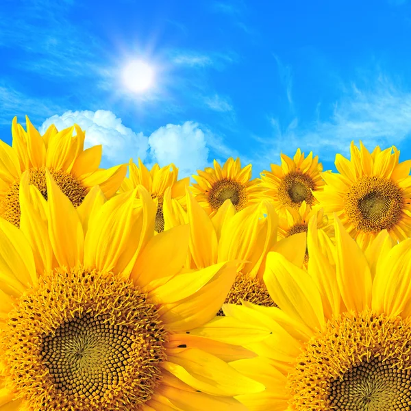 Blooming field of sunflowers on blue sky — Stock Photo, Image