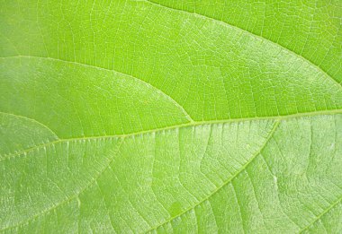 aşırı makro bir ağaç gibi damarlı yeşil yaprak