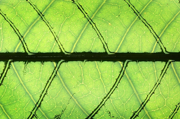 Macro extremo de hoja verde con venas como un árbol —  Fotos de Stock