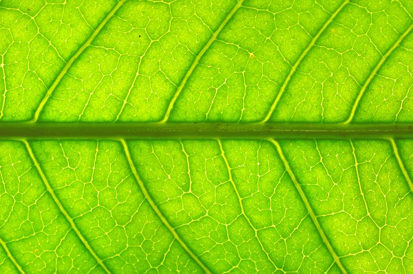 Extreme macro of green leaf with veins like a tree — Stock Photo, Image