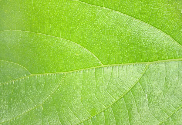 Macro extrema de folha verde com veias como uma árvore — Fotografia de Stock
