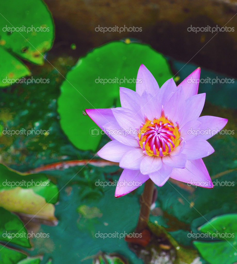 Mauve lotus flower blooming in the pond. The lotus is national flower for Thailand,India,Kamp