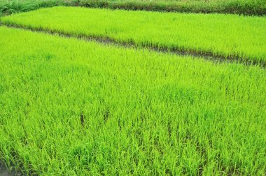 alan yeşil pirinç fidan