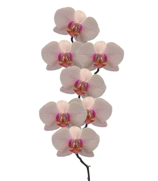 Fleurs tropicales frangipani (plumeria) isolées sur fond blanc — Photo