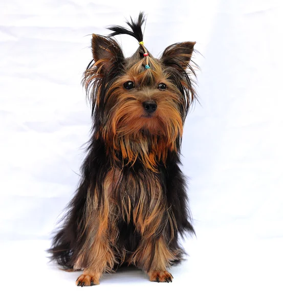 Yorkshire terrier sobre fondo blanco — Foto de Stock