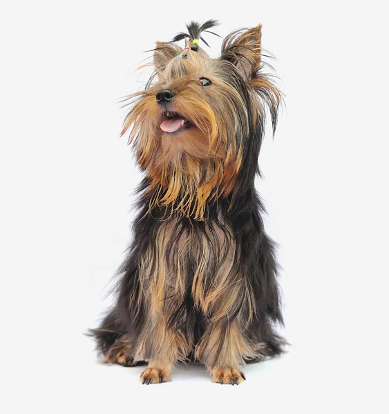 Yorkshire terrier na białym tle — Zdjęcie stockowe