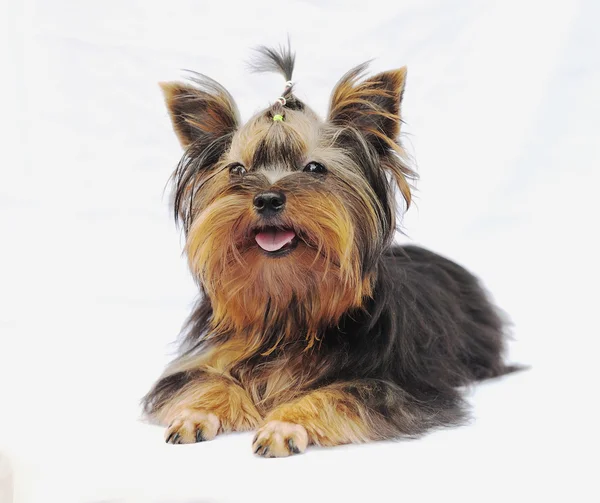 Yorkshire terrier on white background — Stock Photo, Image