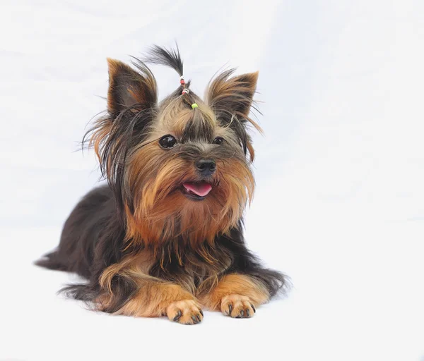 Yorkshire terrier na białym tle — Zdjęcie stockowe