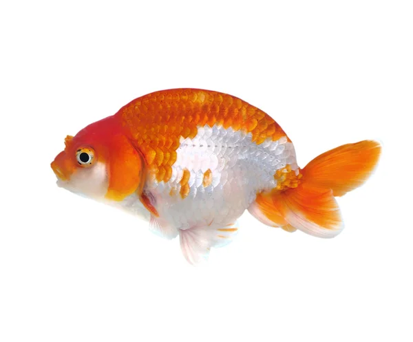 Zlaté ryby izolovaných na bílém — Stock fotografie