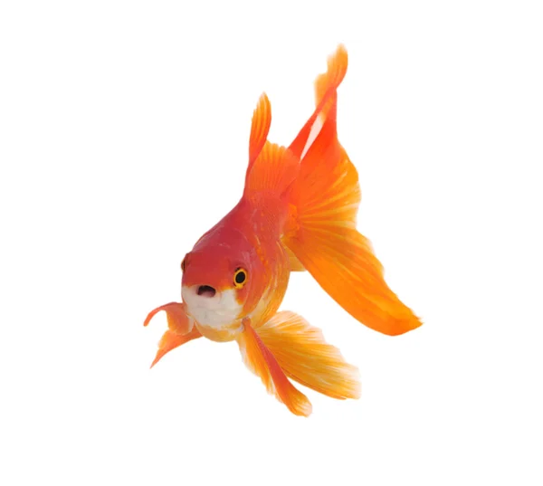 Gold fish isolated on white — Stock Photo, Image