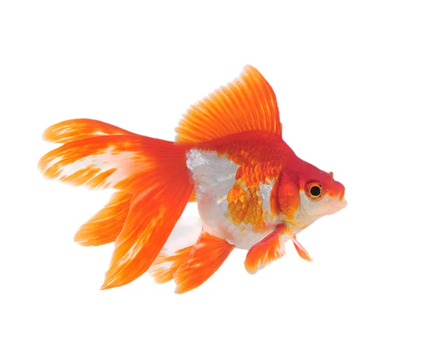 Gold fish isolated on white — Stock Photo, Image