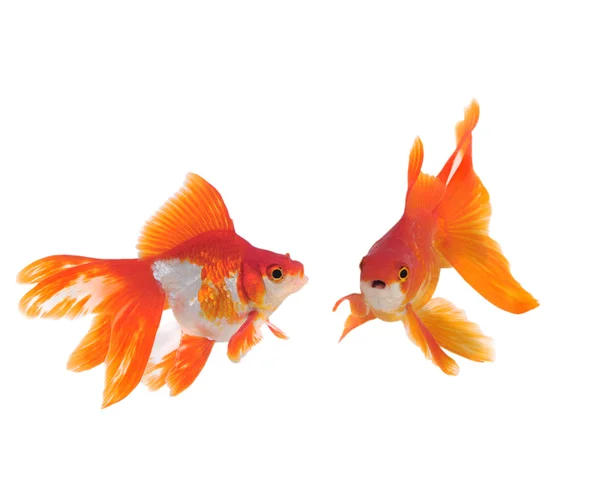 Ikan emas diisolasi pada warna putih — Stok Foto