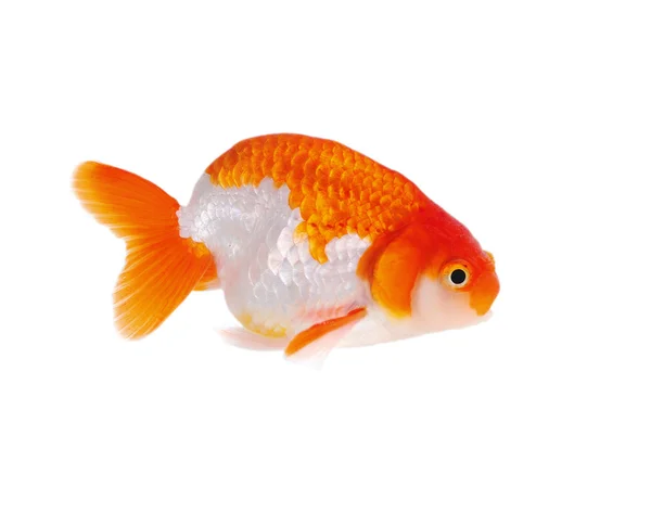 Poisson doré isolé sur blanc — Photo