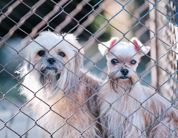Perro solitario en jaula —  Fotos de Stock