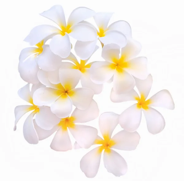 Flores tropicales frangipani (plumeria) aisladas sobre fondo blanco — Foto de Stock