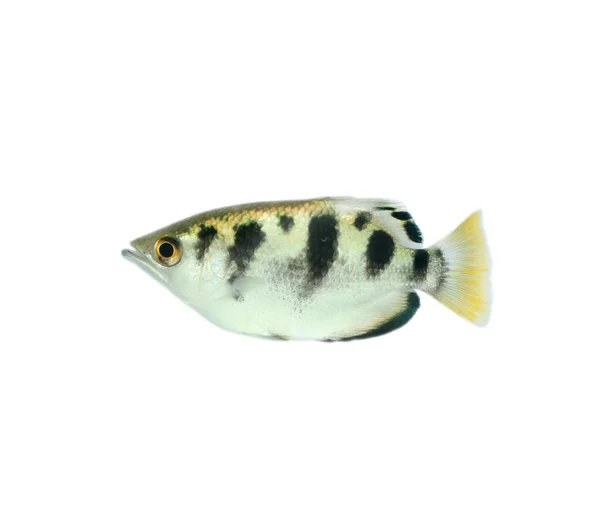 Fish isolated on white background — Stock Photo, Image