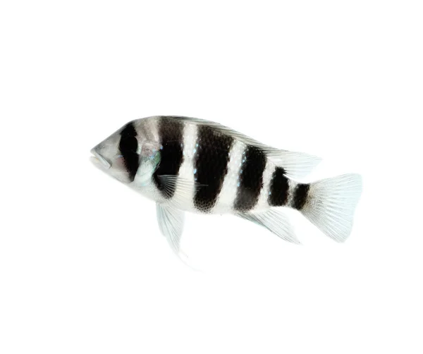 在白色背景上隔离的鱼 — 图库照片