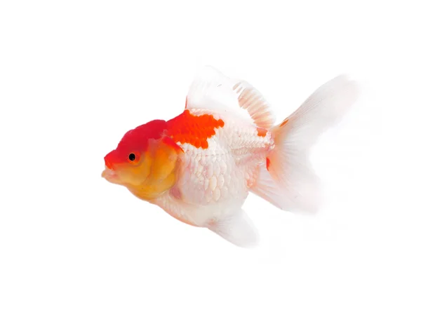 Золота риба ізольована на білому — стокове фото