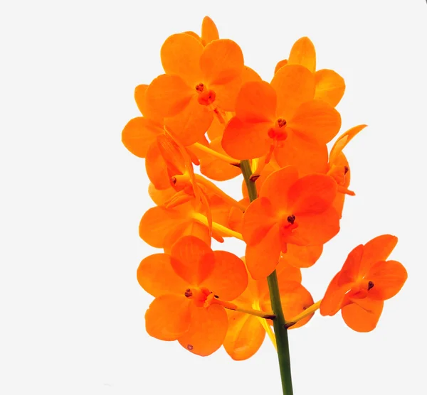Schöne orangefarbene Orchideenblüten isoliert auf weiß, Nahaufnahme — Stockfoto