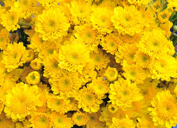 Background of yellow flowers. — Stock Photo, Image