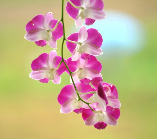 Orquídea rosa no fundo amarelo — Fotografia de Stock