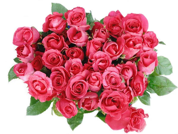 Red roses isolated on the white background — Stock Photo, Image