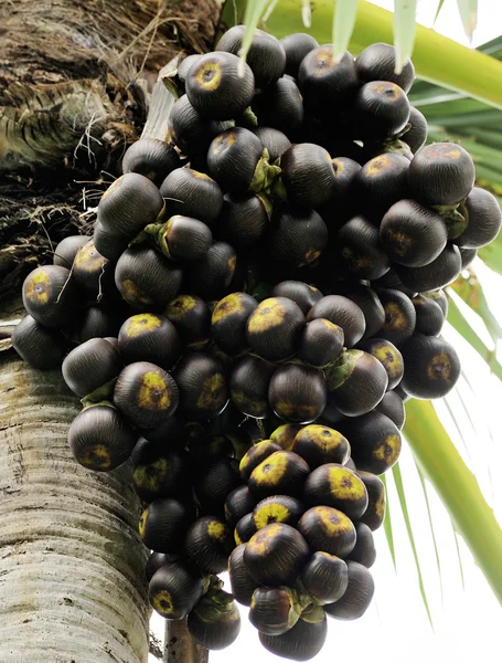 Suiker palm — Stockfoto