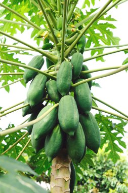 Papaya ağacını