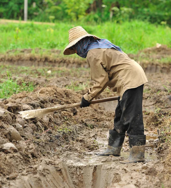 Kvinna gräva en jord — Stockfoto