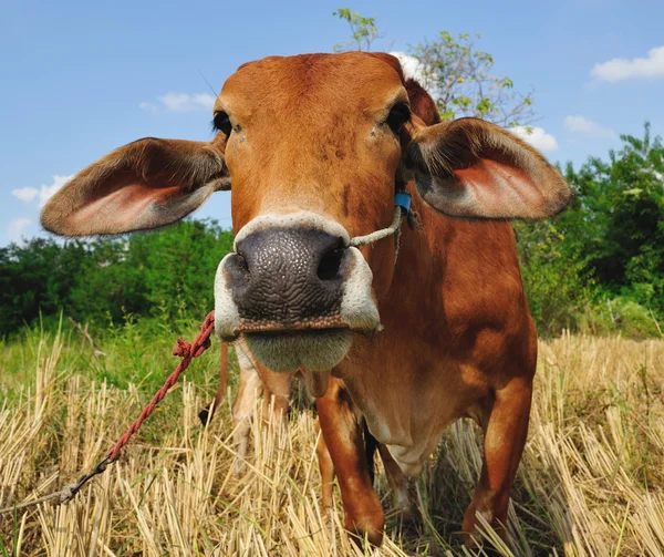 Portrait of a cow — Stock Photo, Image