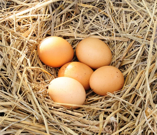 En hög med bruna ägg i ett rede — Stockfoto