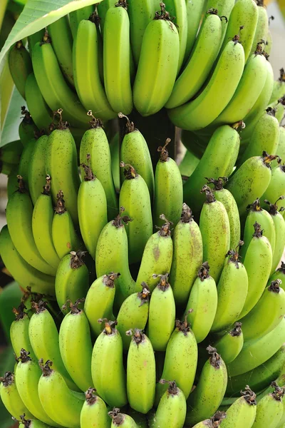 Groene jonge banaan — Stockfoto