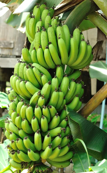 Gröna unga banan — Stockfoto