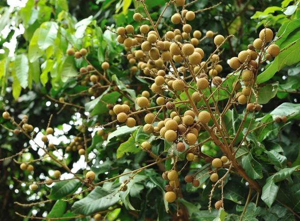 Şeker palm — Stok fotoğraf