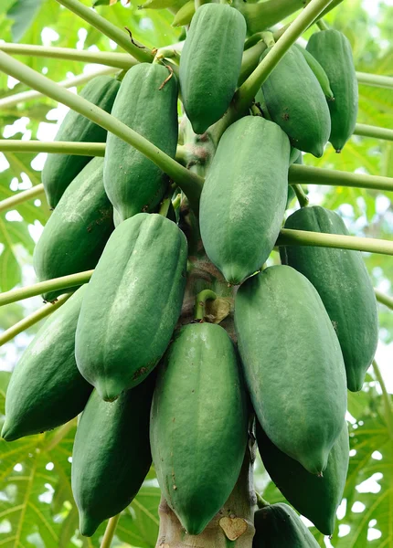 Mangoboom met groene vruchten — Stockfoto