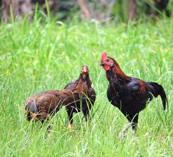 Cock on the farm, on green grass background — Stock Photo, Image